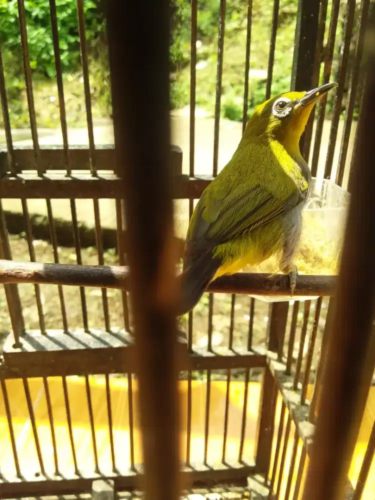 Buxto Gunsal lokal burja