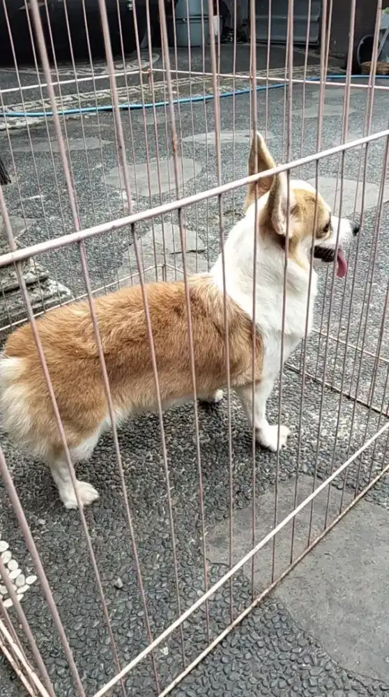 Corgi betina umur 2thn