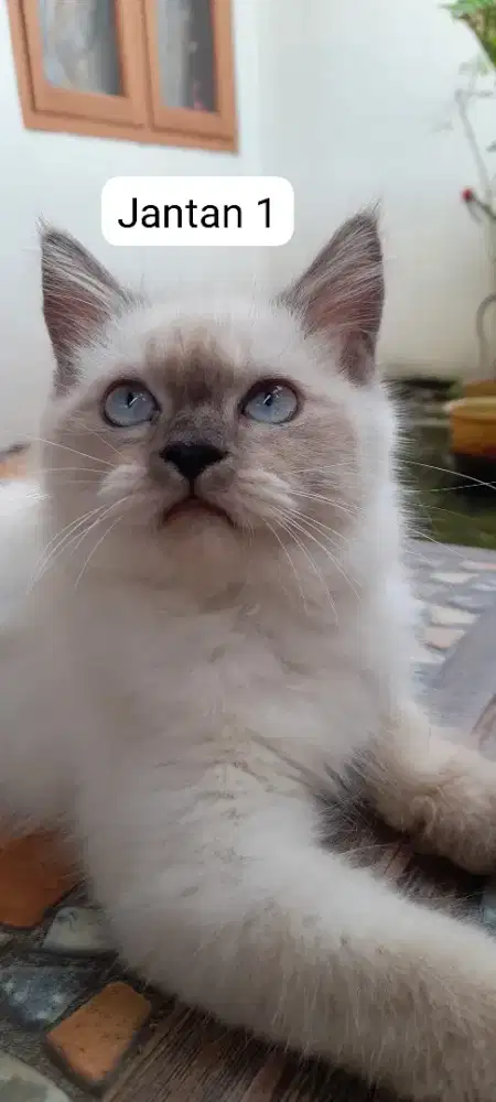 (update foto terbaru)KITTEN MATA BIRU PERSIA WHITE SOLID DAN HIMALAYA