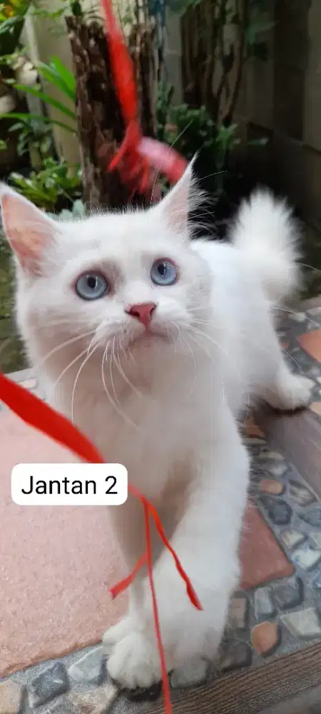 (update foto terbaru)KITTEN MATA BIRU PERSIA WHITE SOLID DAN HIMALAYA