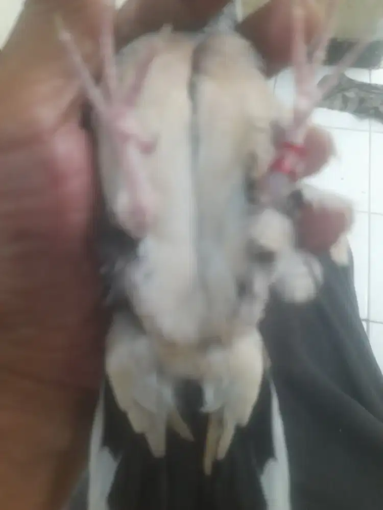 Perkutut banyu mili crosing