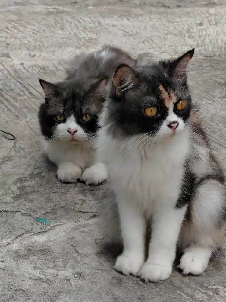 ADOPSI KUCING 2 TAHUN