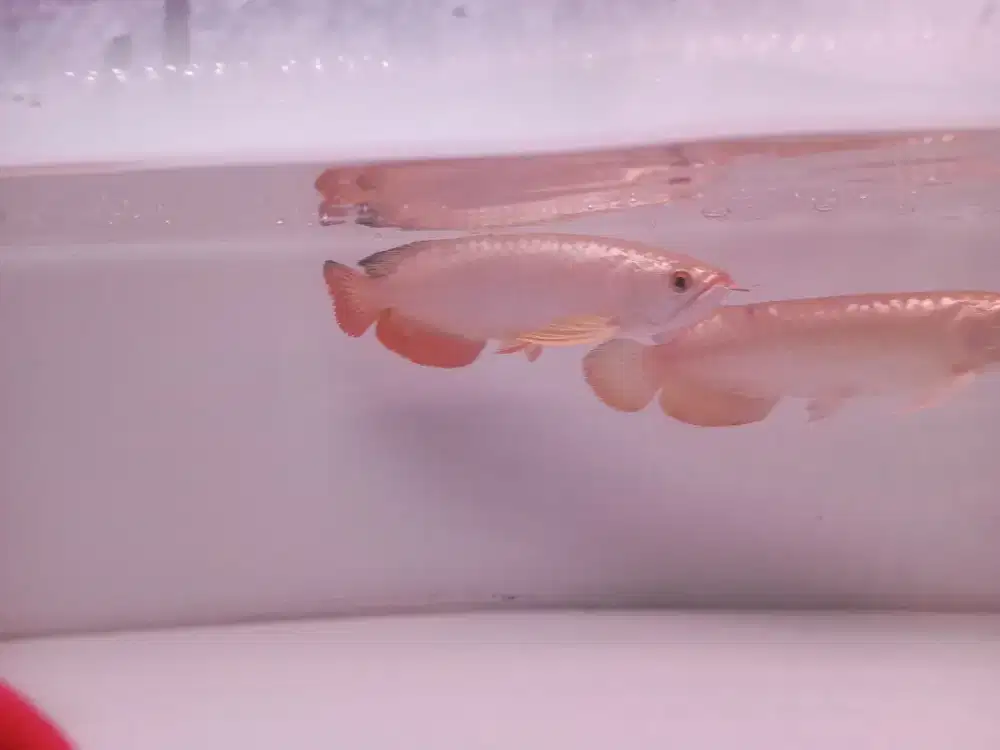 Arwana crossback 24k