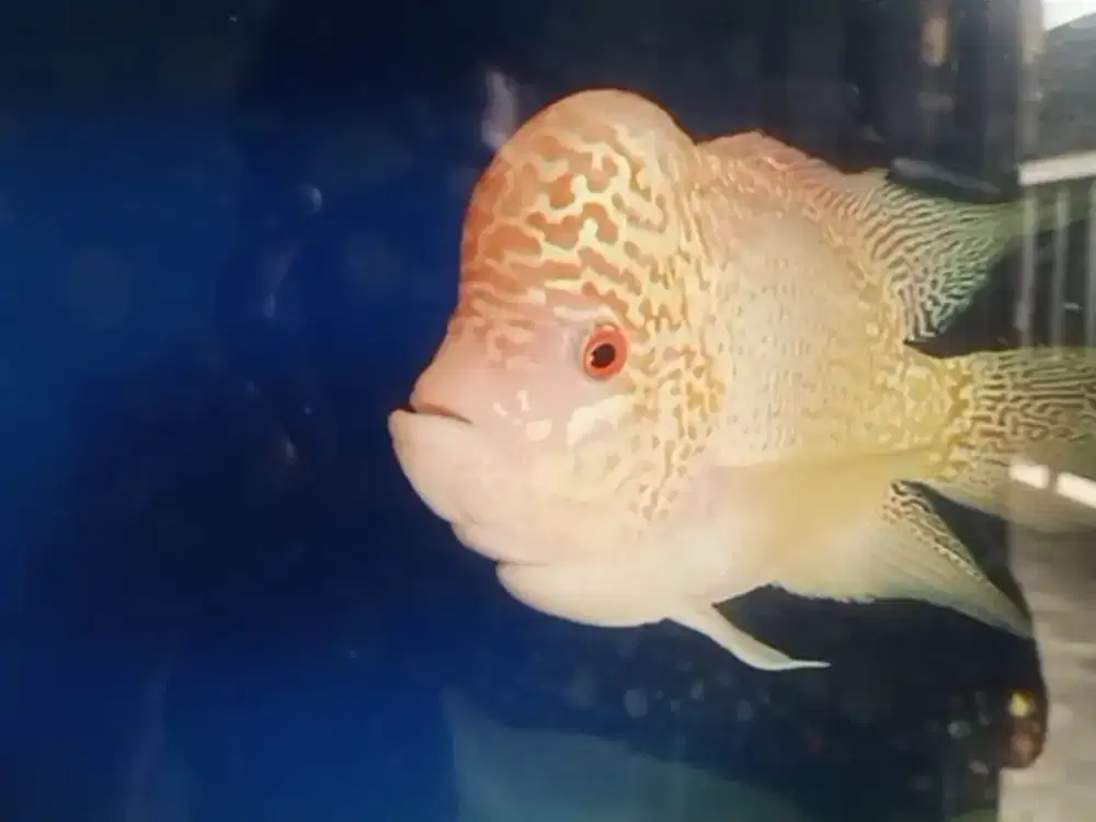 Ikan louhan goldenbase