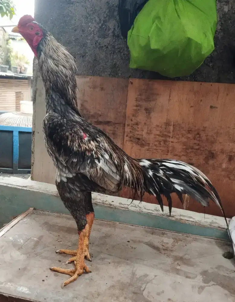 Ayam bangkok muda