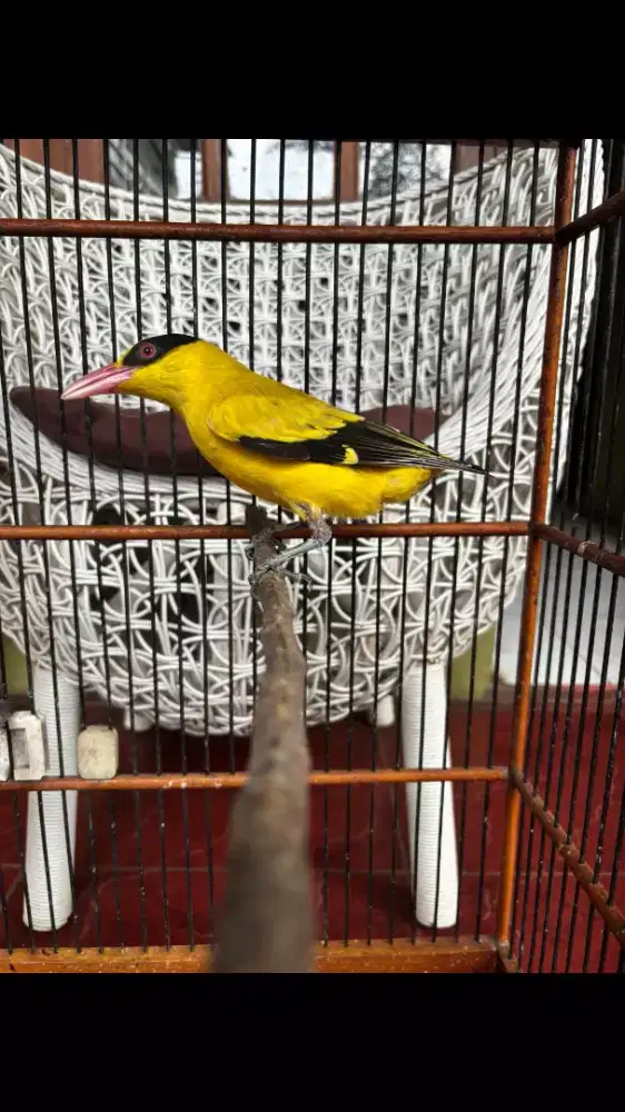 Kepodang Emas Sudah Bunyi