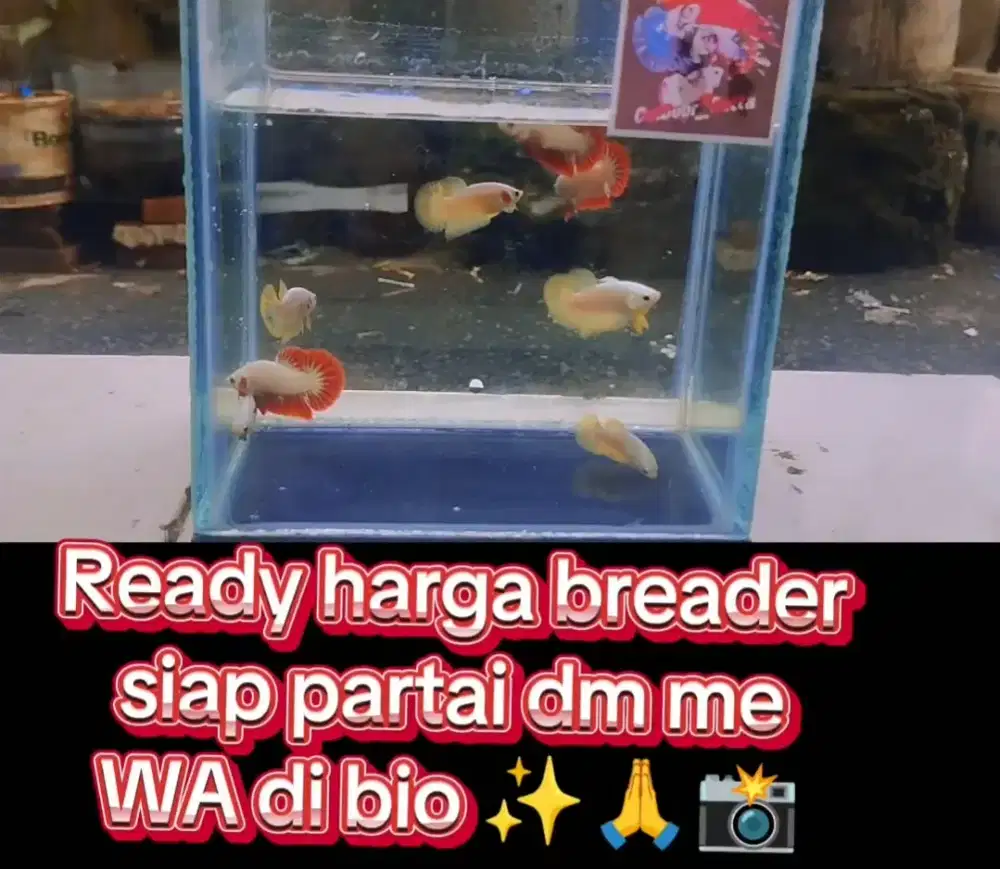 Ikan cupang hias 10 rban