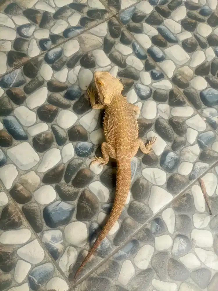 Bearded dragon pair het zero