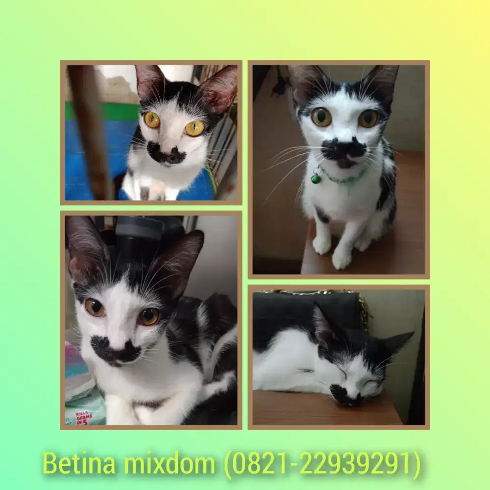 Betina mixdom untuk dirawat & pelihara