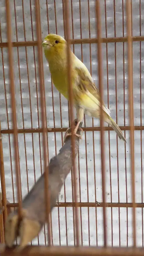 Burung kenari betina siapan F1yslq