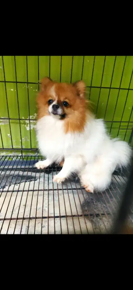 Betina mini pom no stb bentar lg lup