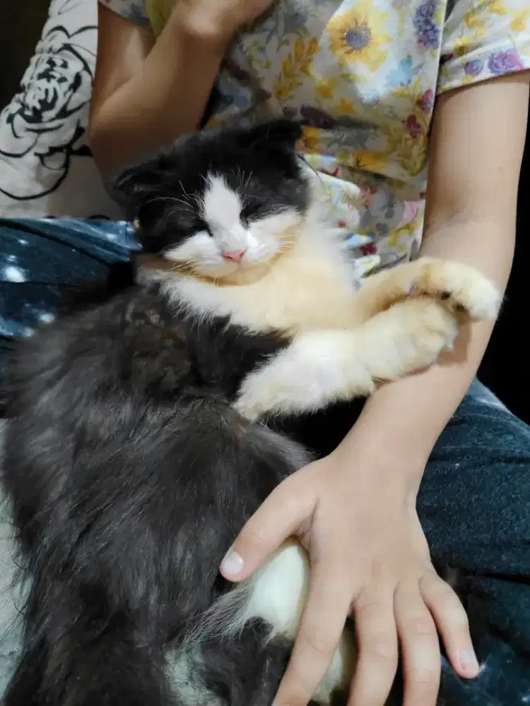 DIJUAL KITTEN SCOTTISH FOLD