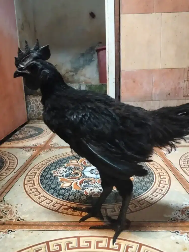 Ayam cemani lidah hitam umur 4.5 bulanan udah kluruk