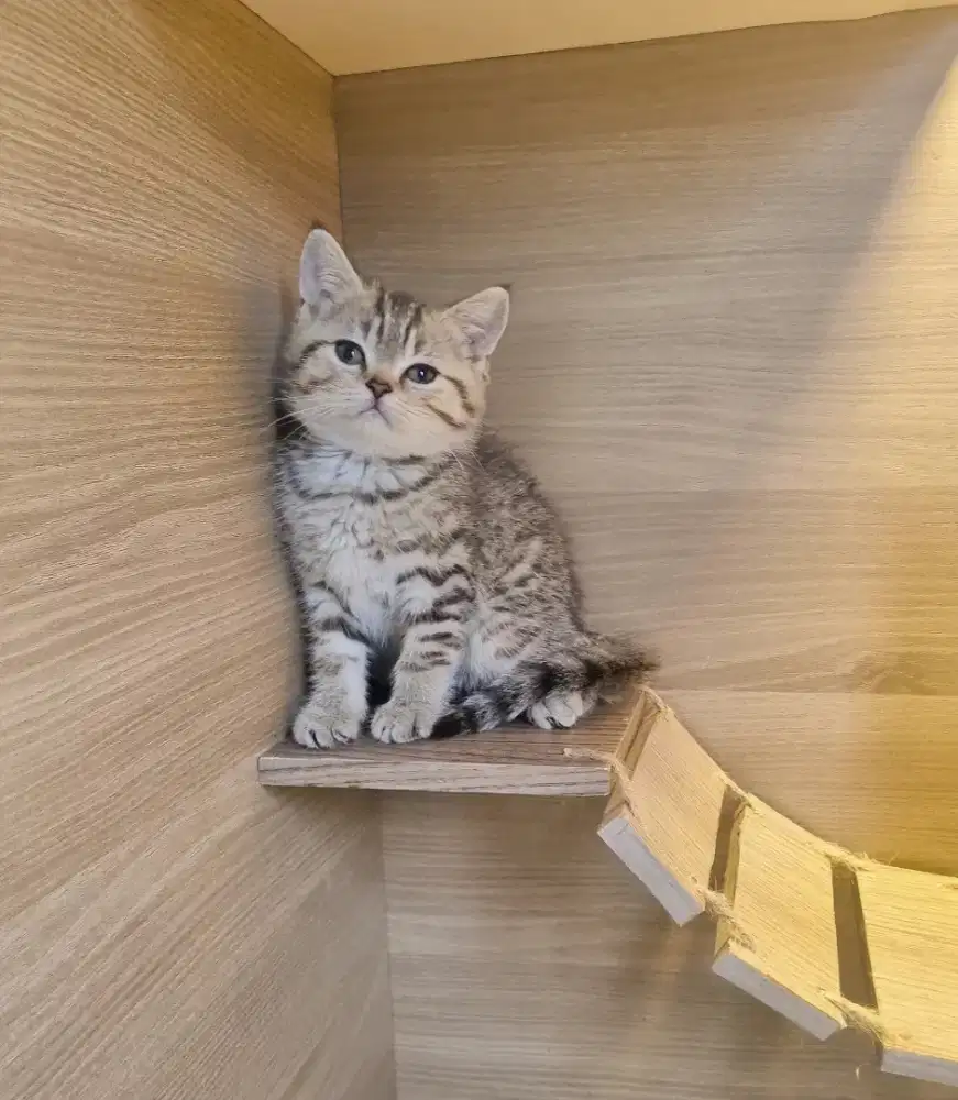 KUCING BSH-SCOTTISH FOLD (GOOD QUALITY)