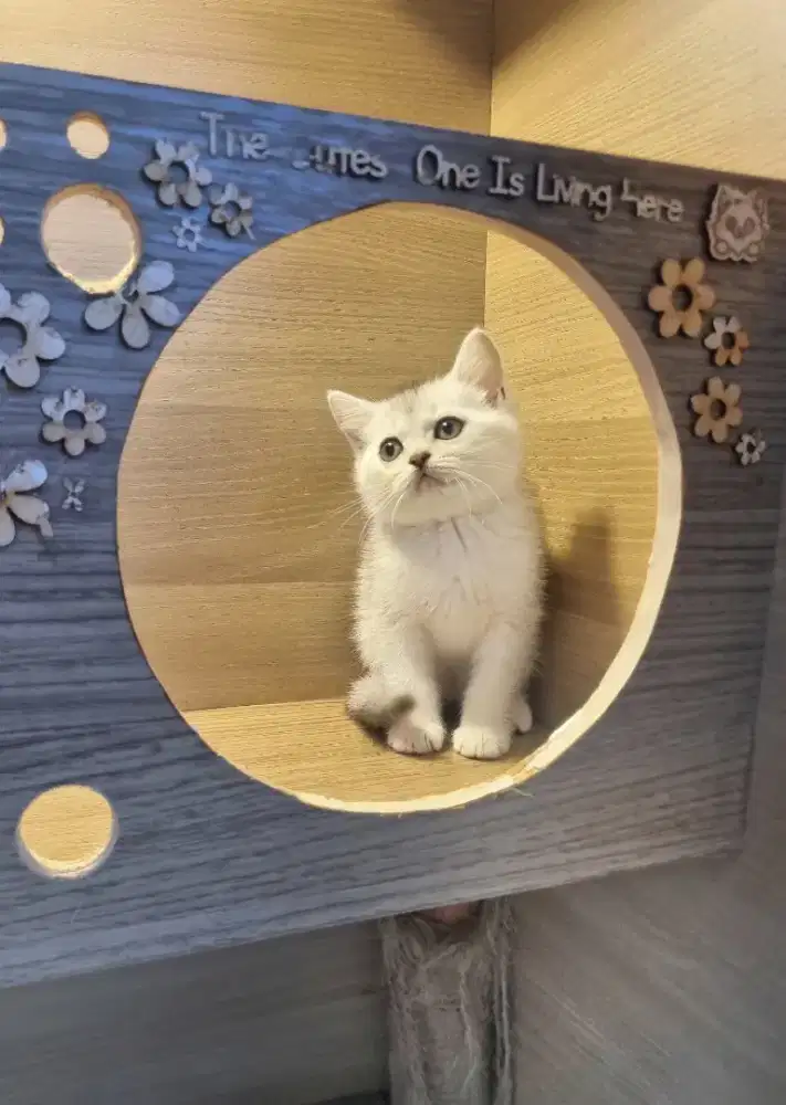 KUCING BSH - SCOTTISH FOLD (GOOD QUALITY).1