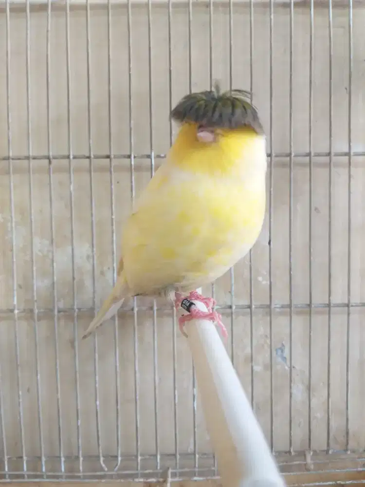 Kenari Gloster Corona Import Betina