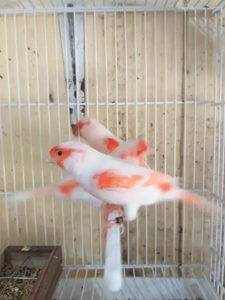 Kenari Red Mozaic Import Jantan