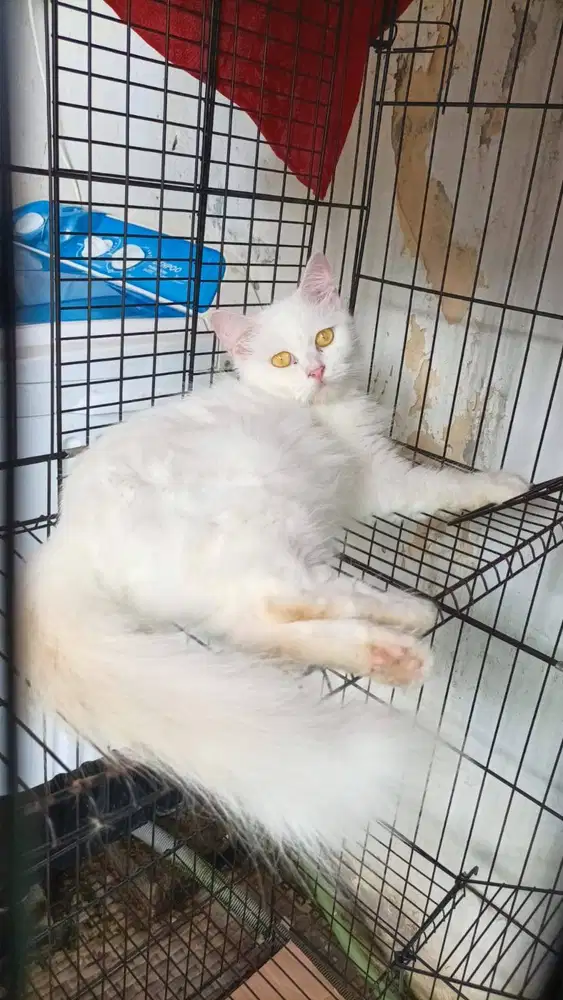 Dijual Kucing Anggora