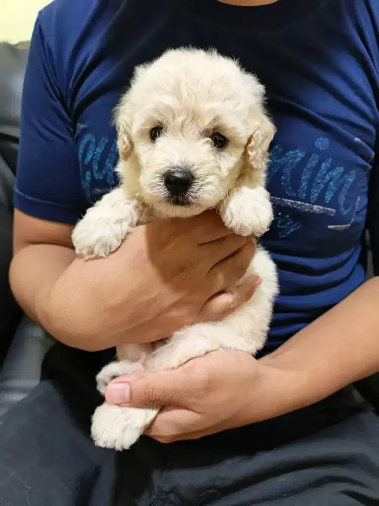 Anjing mini poodle ada j dan b