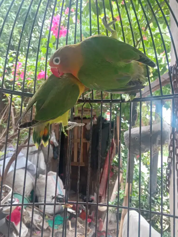 LOVEBIRD.JOSAN BALIBU