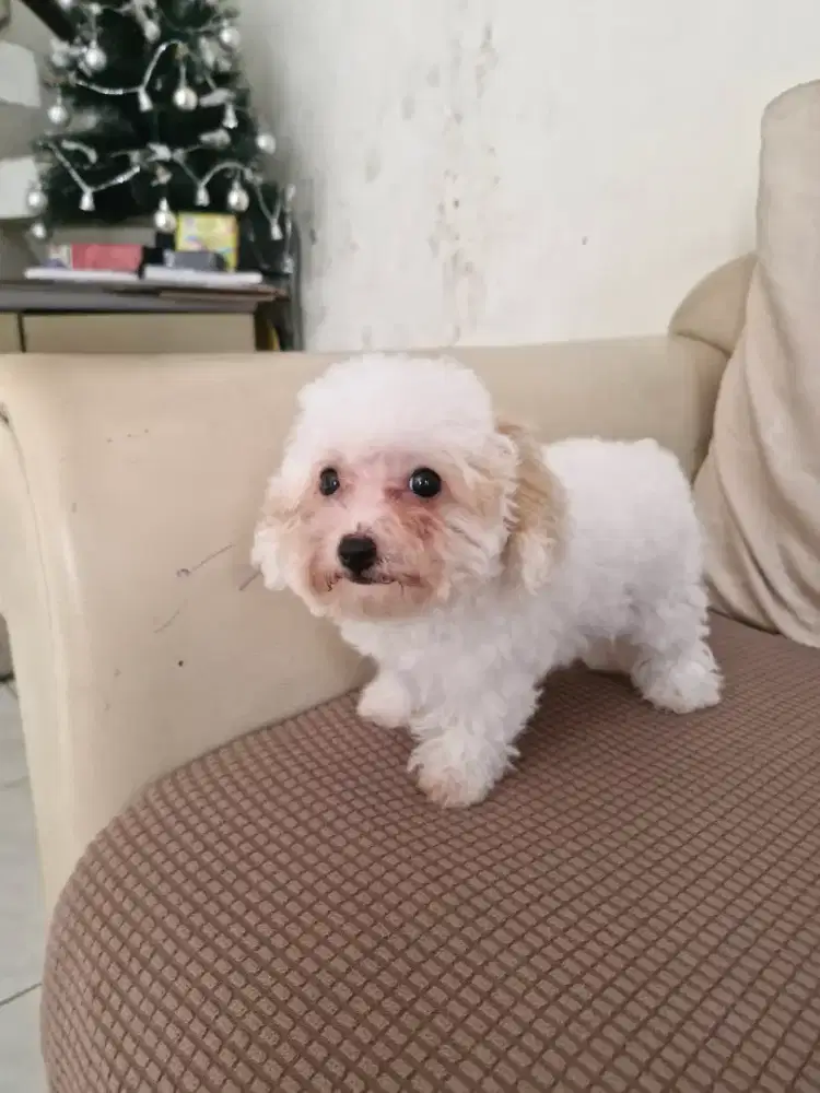 Poodle Betina White Party