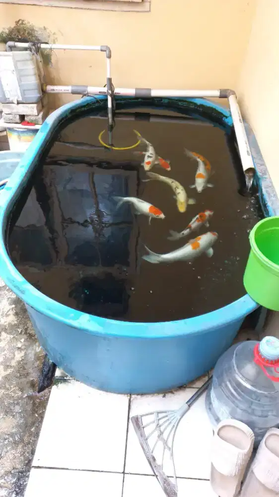 Bak Ikan Fiber 180cm