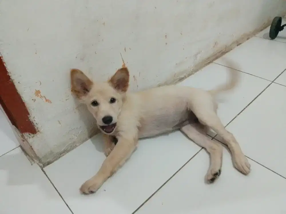 Anak anjing lucu sehat bersih