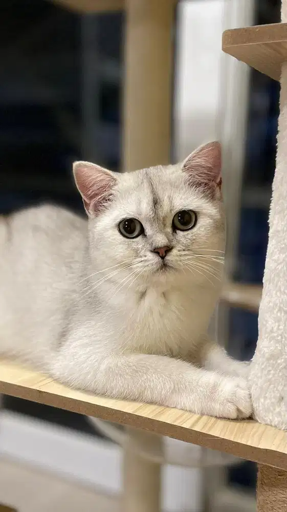 Kucing British Shorthair Bsh Silver