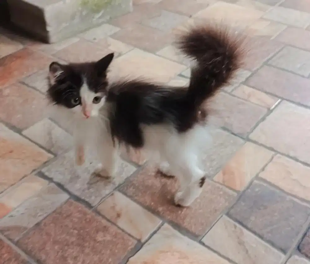 Jantan Persia Medium