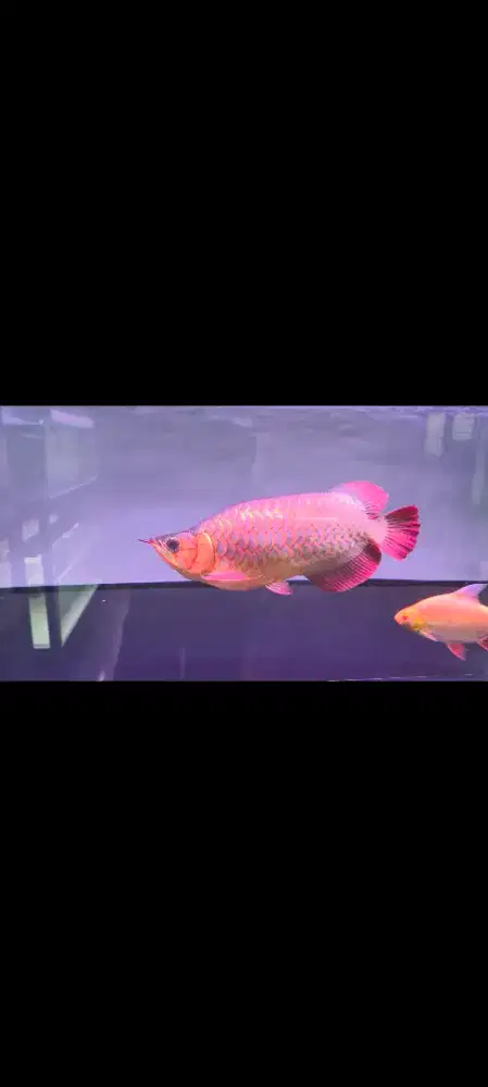 arwana super red short body uk 36cman