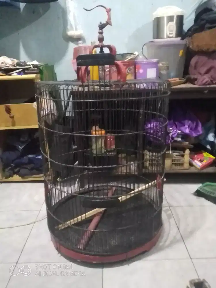 Kandang murai no 1 apa adanya di BSD