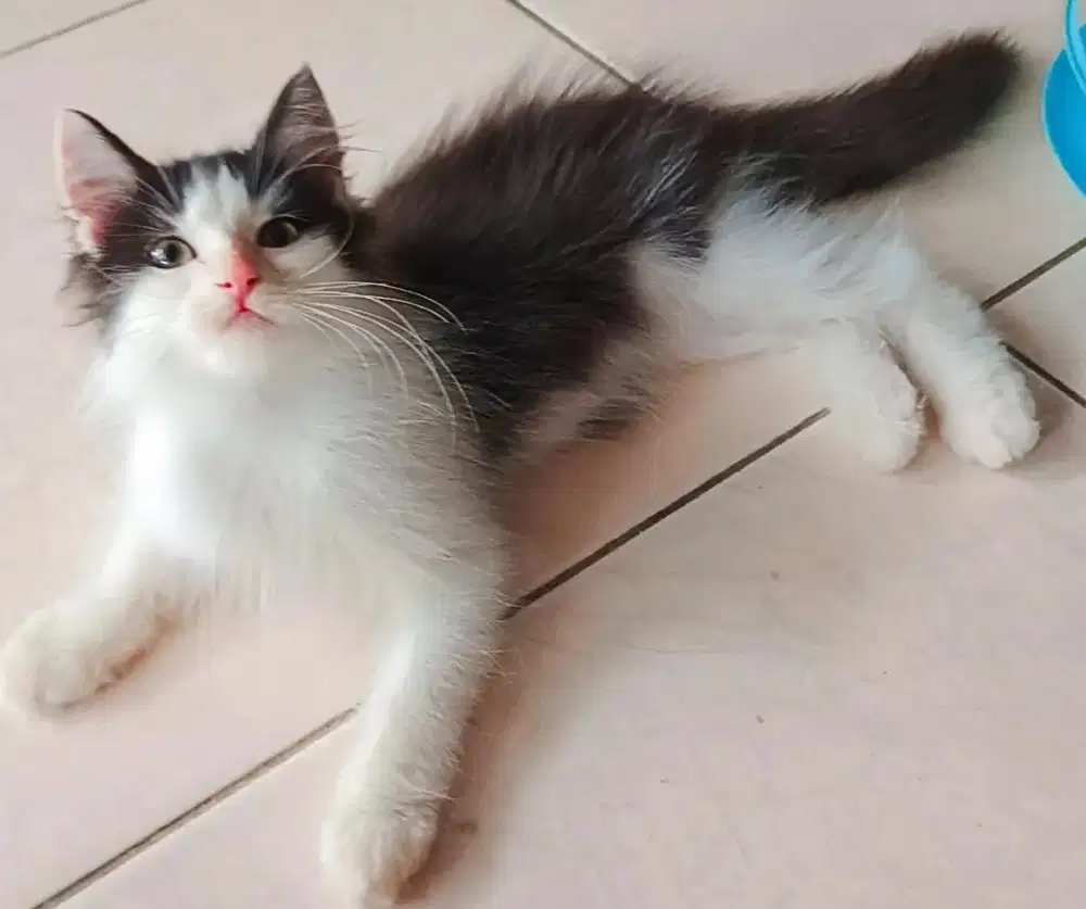 Jantan Persia Medium