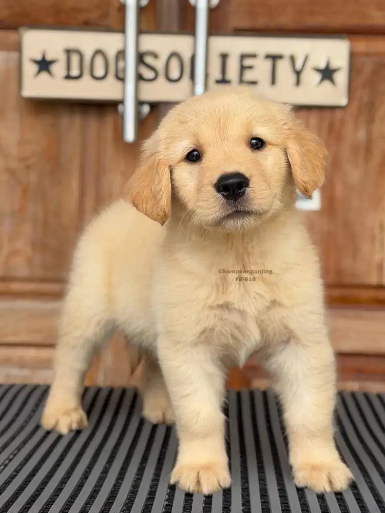 Golden Retriever, Si Kecil Ramah dan Penuh Kasih!