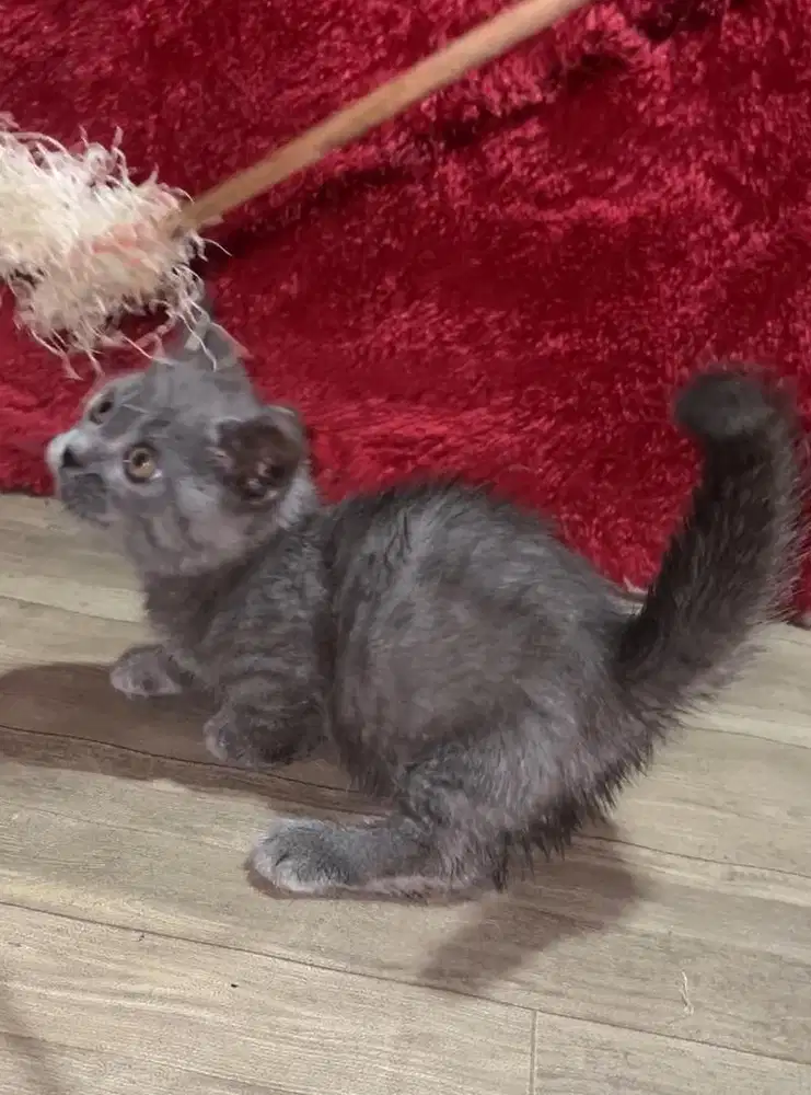 Munckin brittish shorhair