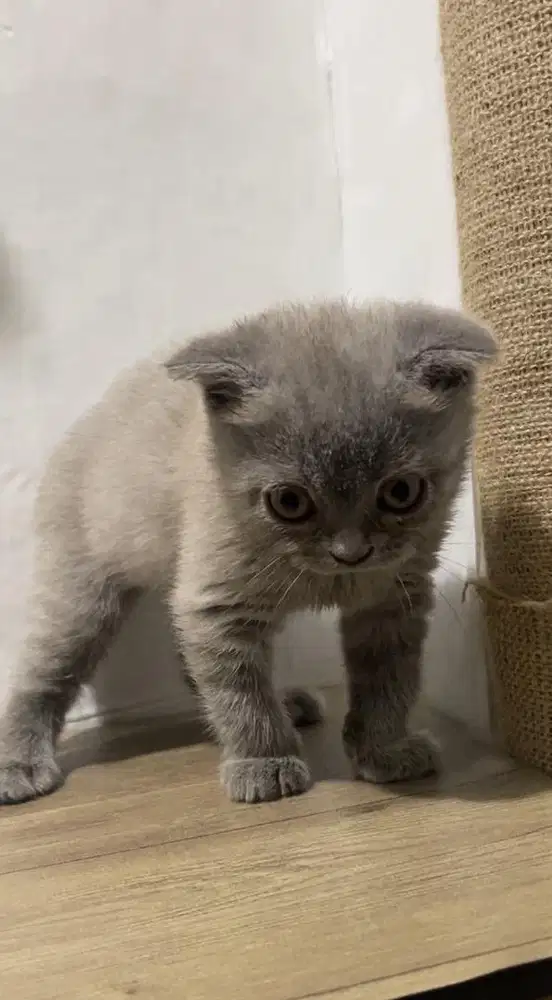 Brittish shorthair x scottish fold