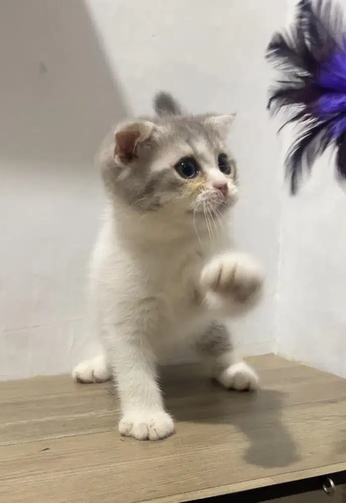 Brittish shorthair x scottish fold
