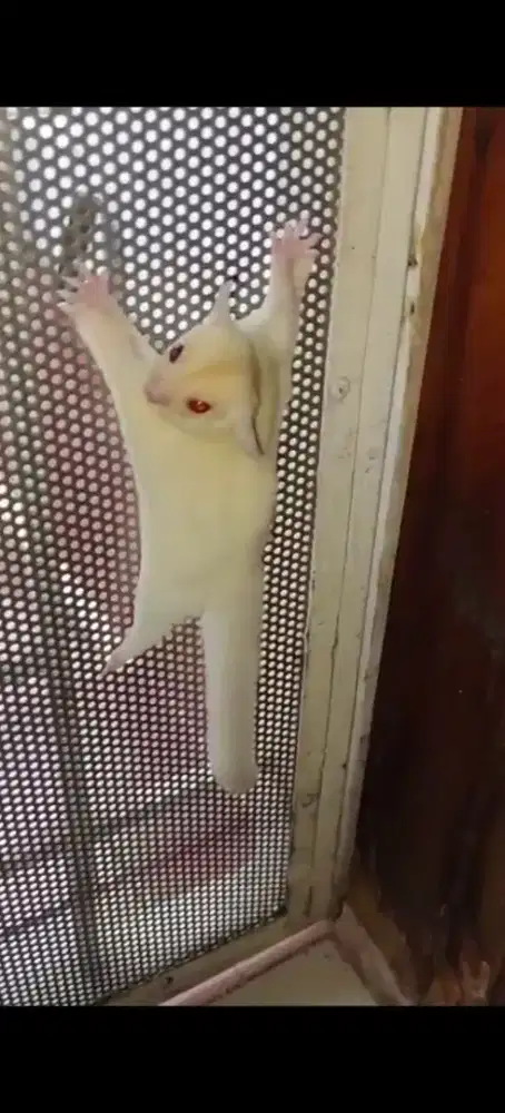 Jual sugar glider Albino jantan