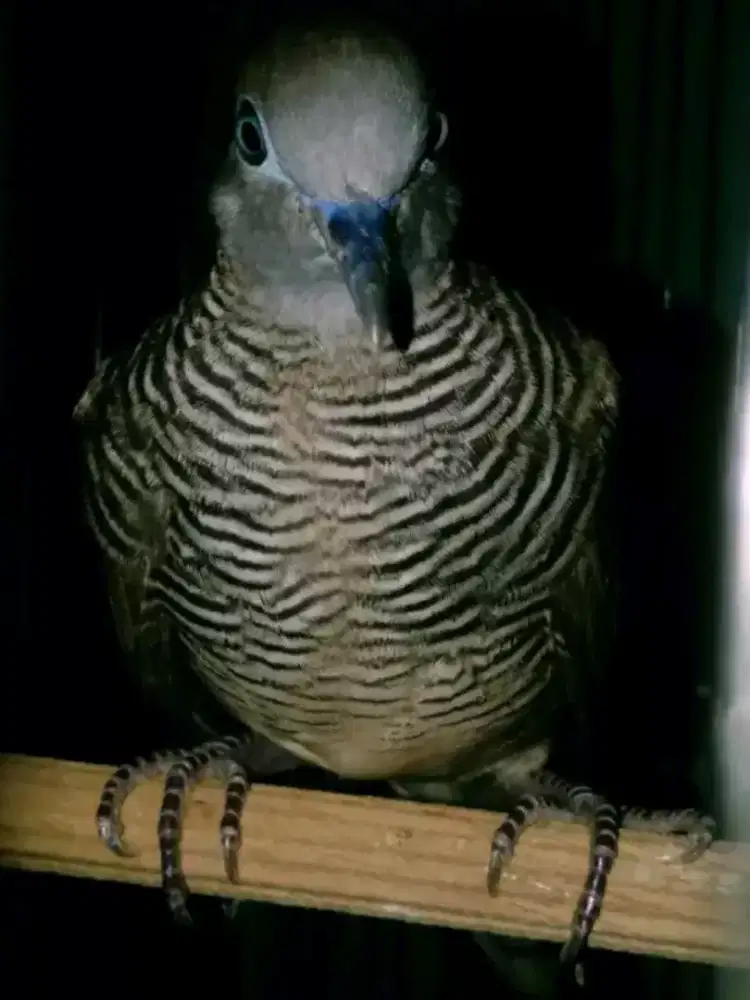 Perkutut kalung tepuk alam super