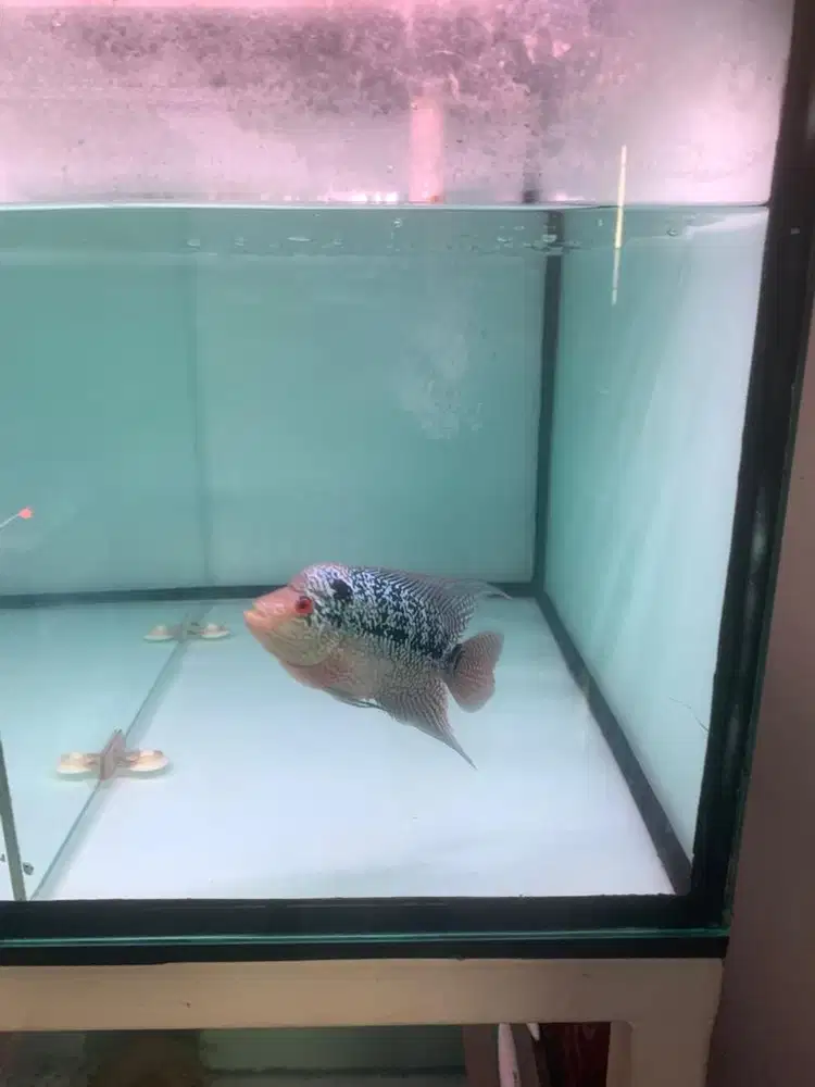 IKAN LOUHAN CENCU UKURAN 15cm