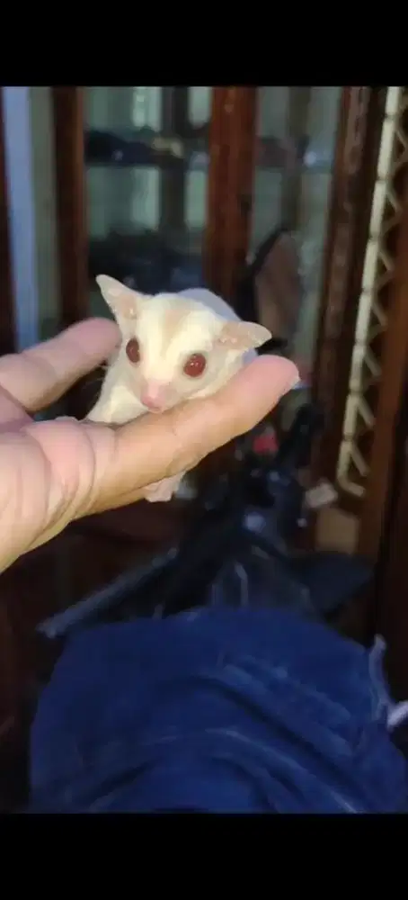 Jual sugar glider Cremoz betina