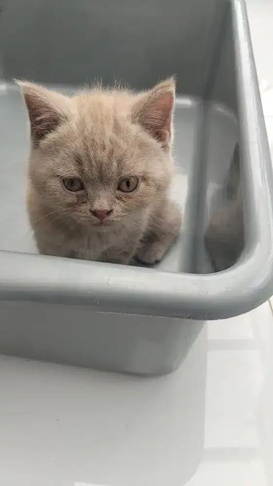 KITTEN RAS BSH usia 2 bulan
