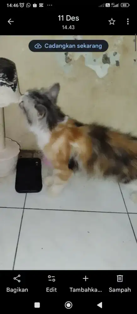 Jual anakan kucing persia