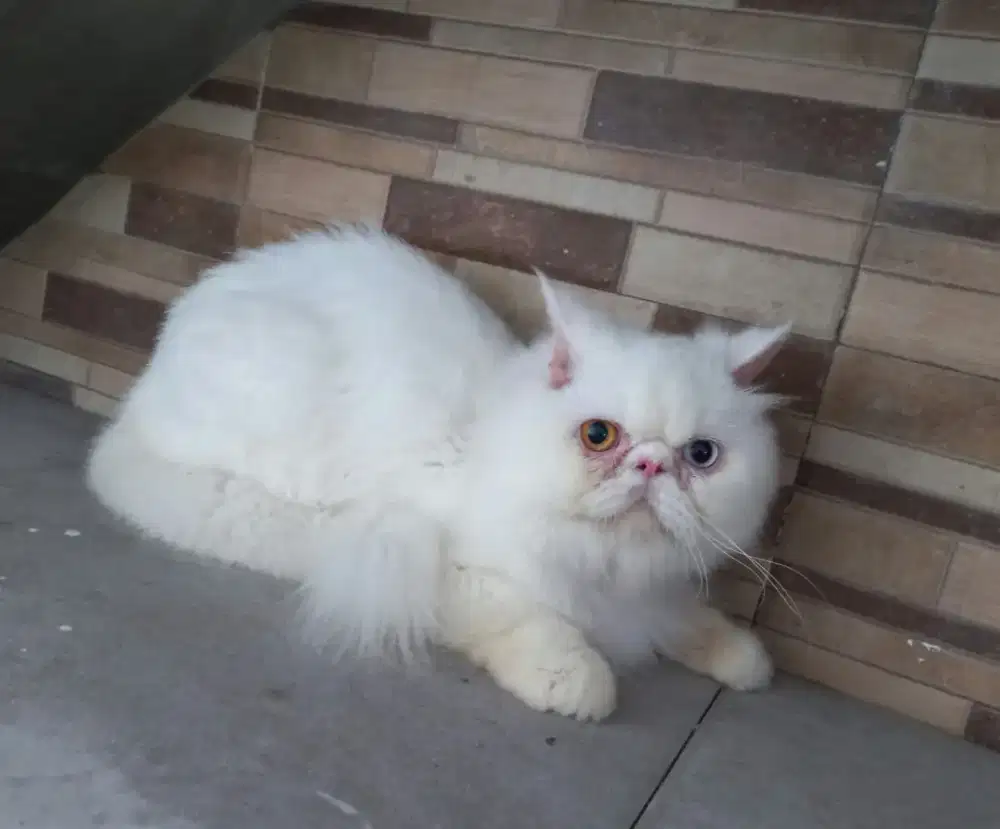 Jantan Persia longhair peaknose