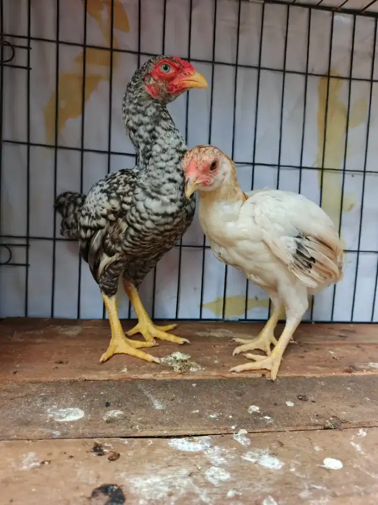 Ko Shamo Mini Jepang Sepasang Usia 4 Bulan