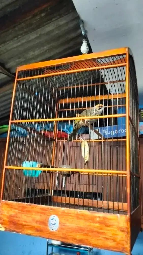 Cucak Rowo jantan gacor