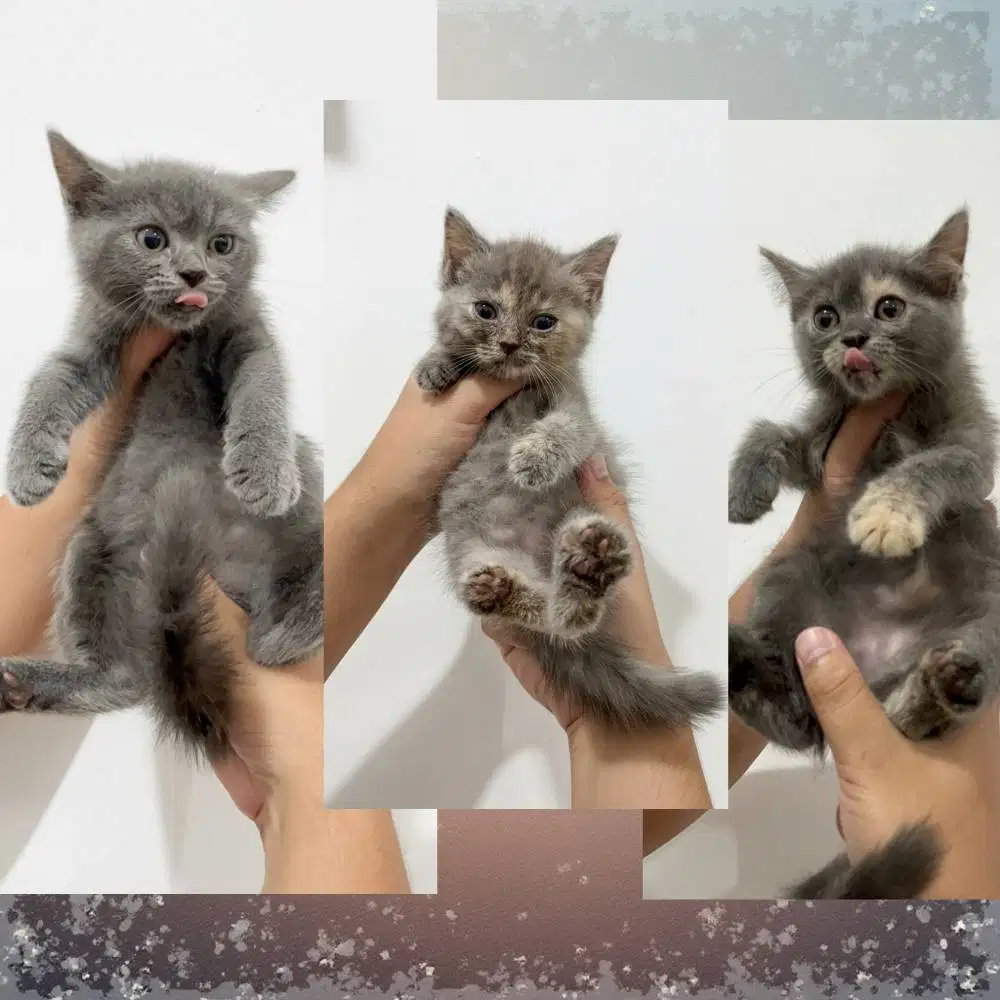 LEPAS ADOP KITTEN  British Short Hair (BSH) (siapa cepat)