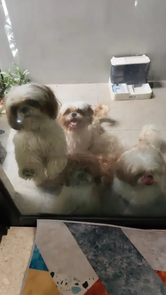 INDO pet grooming panggilan