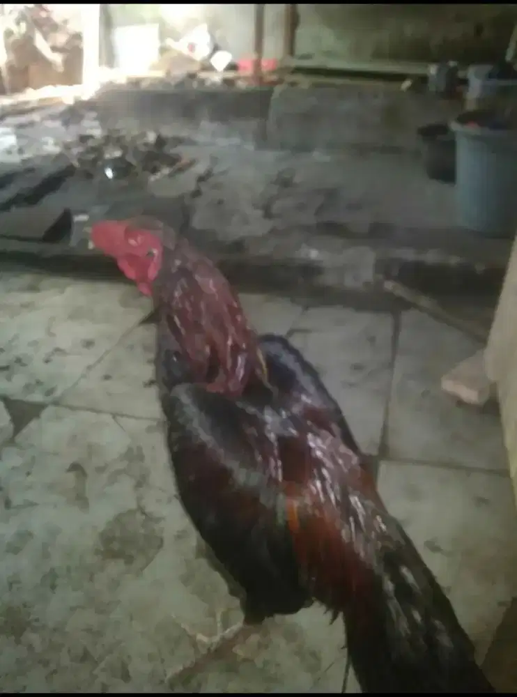 Ayam Bangkok remaja
