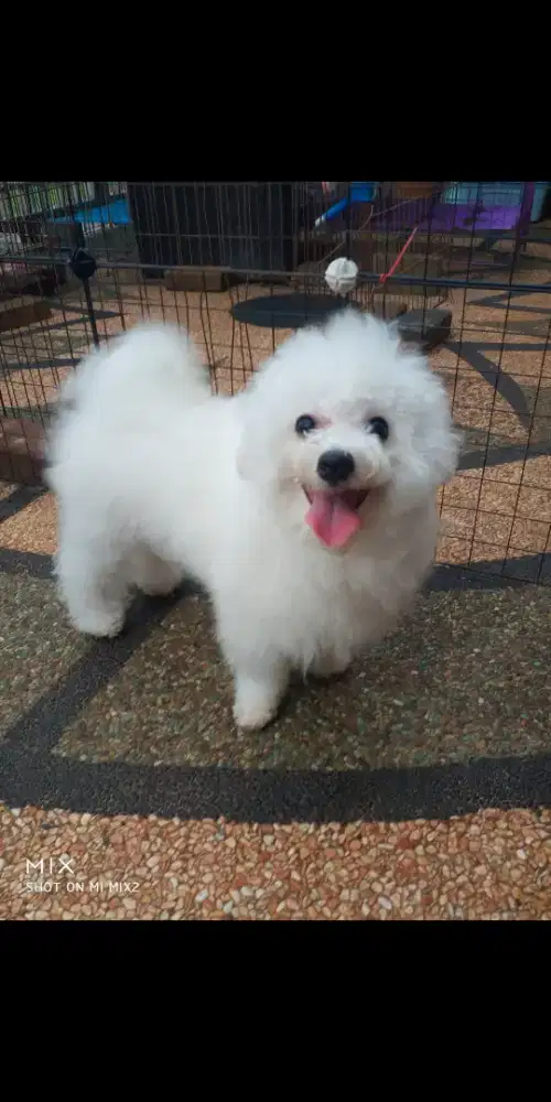 Calon Pejantan Bichon frise