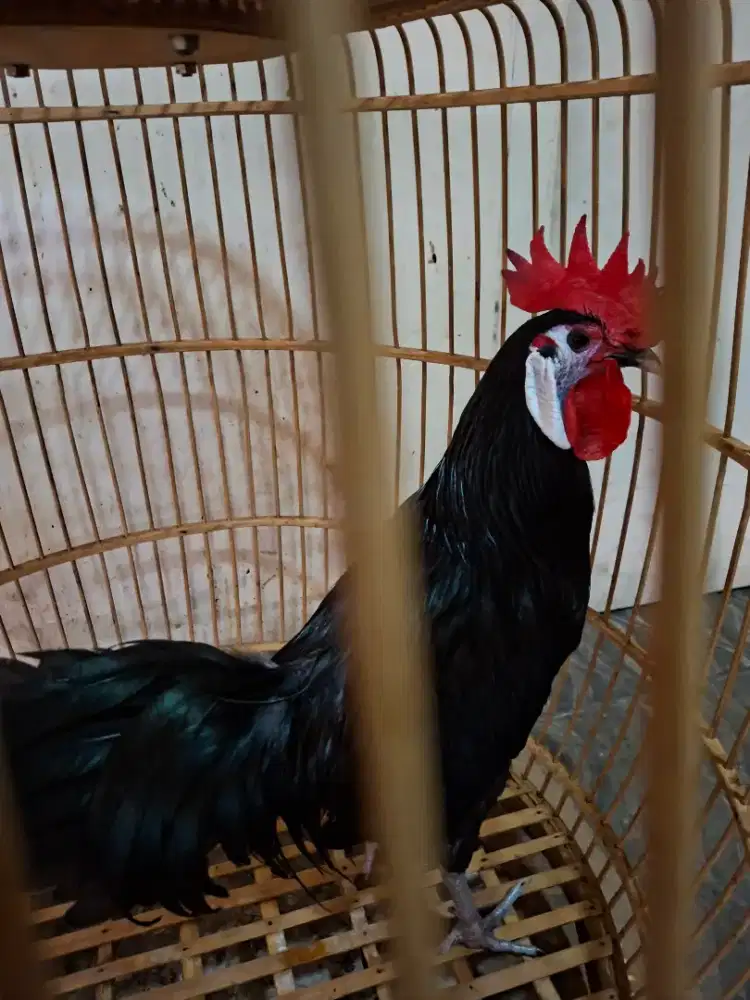 AYAM HIAS WHITE FACE SPANISH SEPASANG/AYAM BADUT